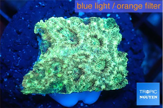 Favia sunset 2-3 cm WYSIWYG acclimaté