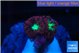 Blastomussa merletti 2-3 polyps WYSIWYG acclimaté