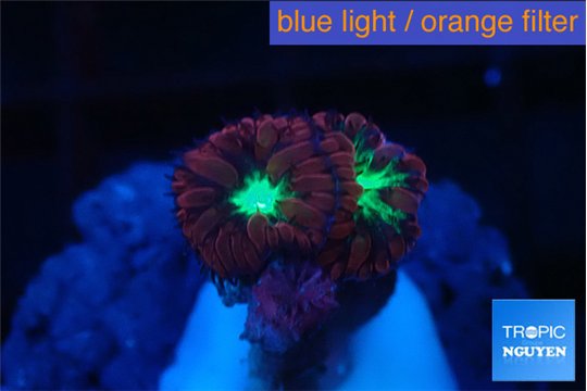 Blastomussa merletti 2-3 polyps WYSIWYG acclimaté