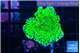 Montipora green 2-4 cm WYSIWYG acclimaté