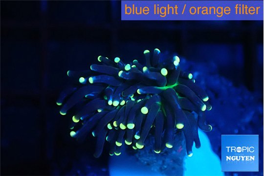 Euphyllia glabrescens joker golden tip 3-5 cm WYSIWYG acclimaté