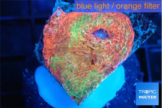 Echinophyllia red green 2-3 cm WYSIWYG acclimaté