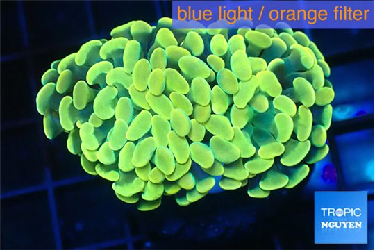 Euphyllia paraancora golden 3-6 cm WYSIWYG acclimaté