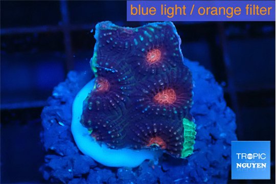 Favia purple monster 2-3 cm WYSIWYG acclimaté