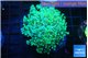 Euphyllia paradivisa green sunset 4-7 cm WYSIWYG acclimaté