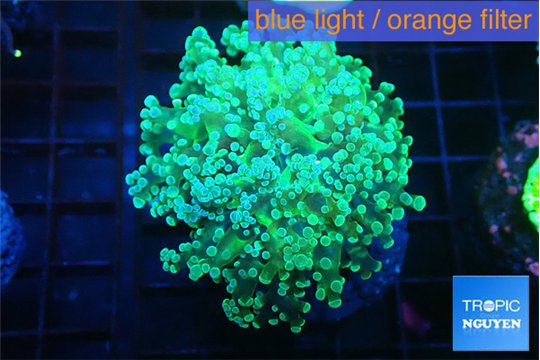 Euphyllia paradivisa green sunset 4-7 cm WYSIWYG acclimaté