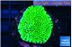 Montipora green 2-4 cm WYSIWYG acclimaté
