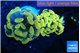 Euphyllia paraancora golden 3-6 cm WYSIWYG acclimaté