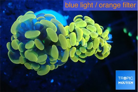 Euphyllia paraancora golden 3-6 cm WYSIWYG acclimaté