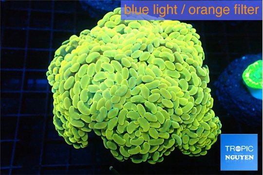 Euphyllia paraancora golden 7-14 cm WYSIWYG acclimaté