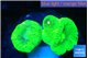 Caulastrea neon green 2-3 polyps WYSIWYG acclimaté