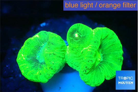 Caulastrea neon green 2-3 polyps WYSIWYG acclimaté