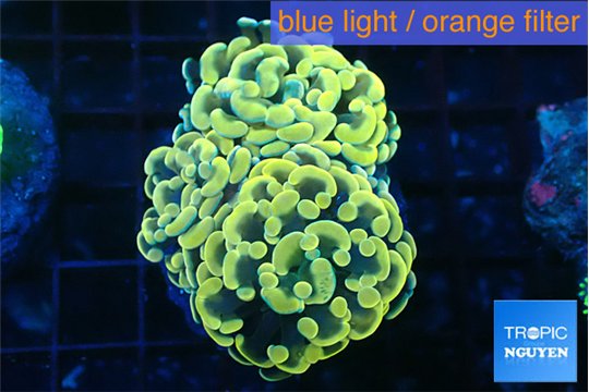 Euphyllia paraancora golden 4-6 cm WYSIWYG acclimaté