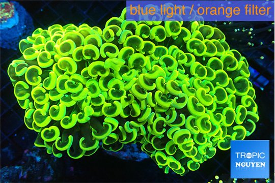 Euphyllia ancora gold 8-14 cm WYSIWYG acclimaté