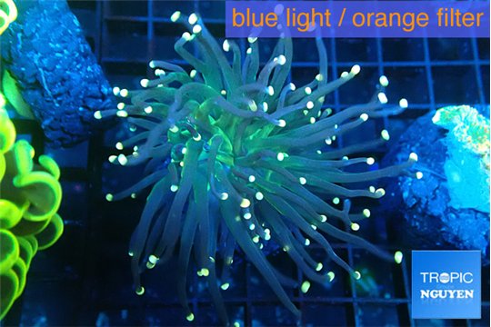 Euphyllia glabrescens green golden tip 4-6 cm WYSIWYG acclimaté