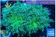Euphyllia paradivisa green sunset 9-14 cm WYSIWYG acclimaté