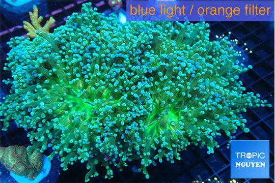Euphyllia paradivisa green sunset 9-14 cm WYSIWYG acclimaté