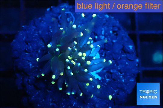 Euphyllia glabrescens joker golden tip 3-5 cm WYSIWYG acclimaté