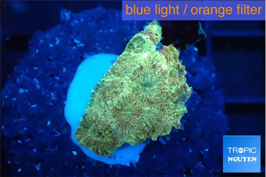 Favia sunset 2-3 cm WYSIWYG acclimaté