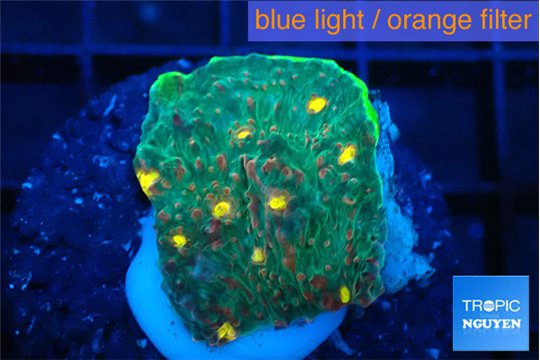 Echinophyllia rainbow premium 2-3 cm WYSIWYG acclimaté