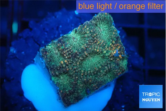 Favia sunset 2-3 cm WYSIWYG acclimaté