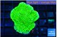 Montipora green 2-4 cm WYSIWYG acclimaté