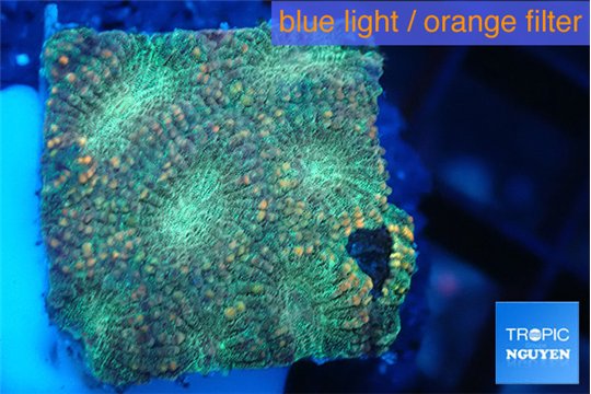 Favia sunset 2-3 cm WYSIWYG acclimaté