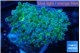 Euphyllia yayaemaensis green & purple tip 4-6 cm WYSIWYG acclimaté