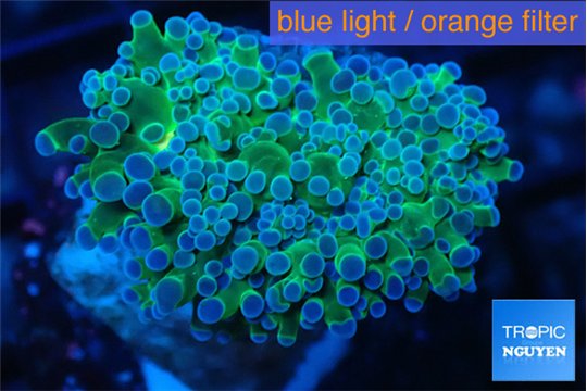 Euphyllia yayaemaensis green & purple tip 4-6 cm WYSIWYG acclimaté