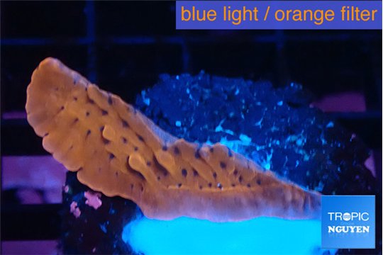 Montipora kung pao 1-2 cm WYSIWYG acclimaté