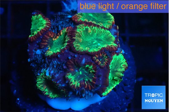 Blastomussa wellsi red green 2-4 cm WYSIWYG acclimaté