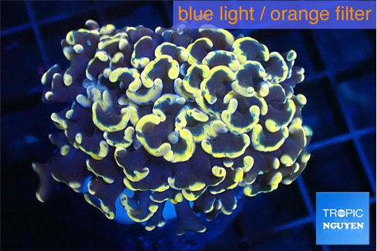 Euphyllia ancora orange 3-6 cm WYSIWYG acclimaté