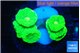 Caulastrea neon green 5-6 polyps WYSIWYG acclimaté