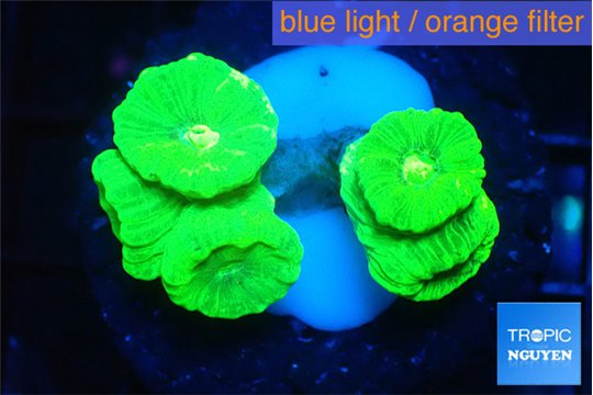 Caulastrea neon green 5-6 polyps WYSIWYG acclimaté