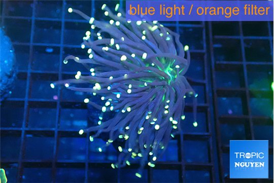 Euphyllia glabrescens joker golden tip 4-7 cm WYSIWYG acclimaté