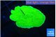 Montipora green cap 2-3 cm WYSIWYG acclimaté
