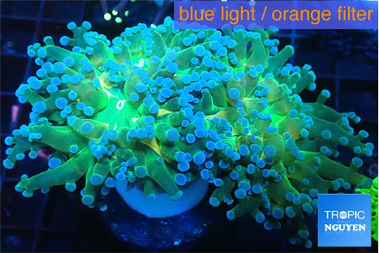 Euphyllia paradivisa green sunset 4-8 cm WYSIWYG acclimaté