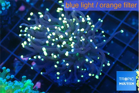 Euphyllia glabrescens joker golden tip 4-7 cm WYSIWYG acclimaté