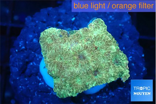 Favia sunset 2-3 cm WYSIWYG acclimaté