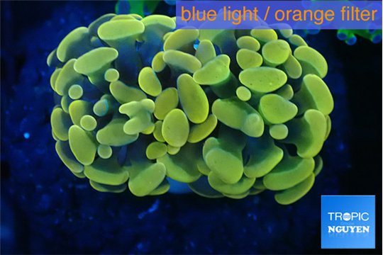 Euphyllia paraancora golden 3-6 cm WYSIWYG acclimaté