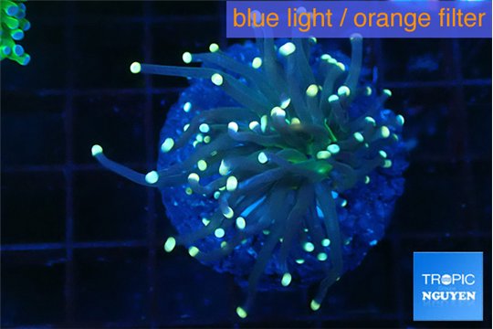 Euphyllia glabrescens joker golden tip 3-6 cm WYSIWYG acclimaté