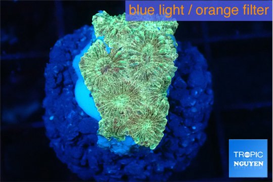 Favia sunset 2-3 cm WYSIWYG acclimaté