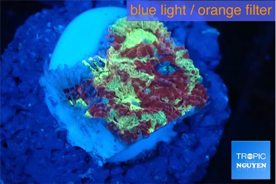 Favia red green 2-3 cm WYSIWYG acclimaté