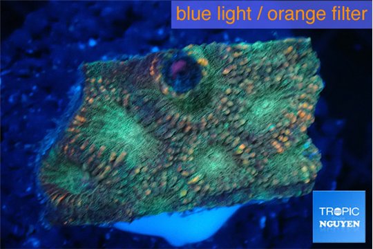 Favia sunset 2-3 cm WYSIWYG acclimaté