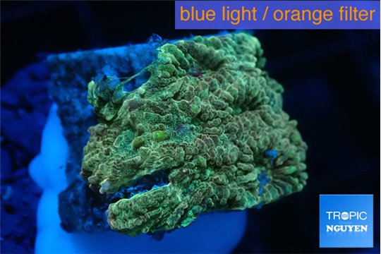 Favia sunset 2-3 cm WYSIWYG acclimaté