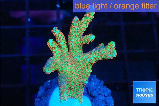 Montipora red fire forest 2-4 cm WYSIWYG acclimaté