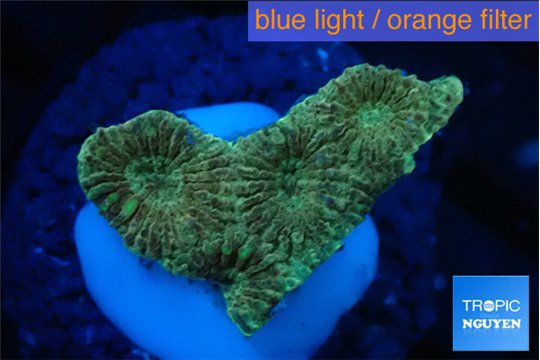 Favia sunset 2-3 cm WYSIWYG acclimaté