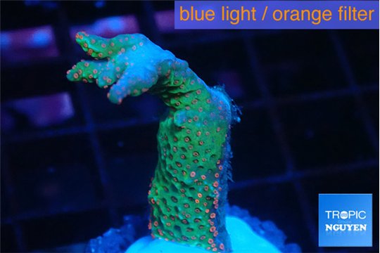 Montipora red fire forest 2-4 cm WYSIWYG acclimaté