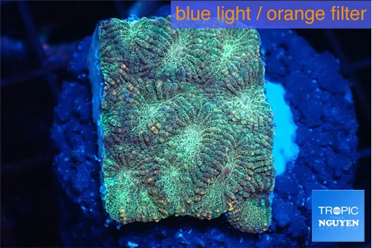 Favia sunset 2-3 cm WYSIWYG acclimaté