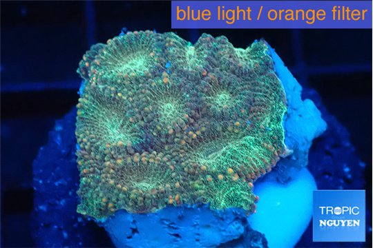 Favia sunset 2-3 cm WYSIWYG acclimaté